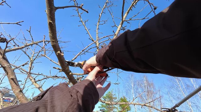 Woman carries out sanitary pruning of the garden. Person prunes fruit tree branch with secateurs likely in autumn, winter or spring. Garden maintenance. Trimming the orchard. Gardening work. 4K video.