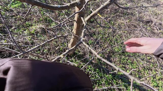 Woman carries out sanitary pruning of the garden. Person prunes fruit tree branch with secateurs likely in autumn, winter or spring. Garden maintenance. Trimming the orchard. Gardening work. 4K video.