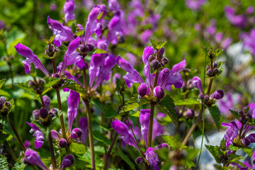 Fototapeta premium Detailed close-up showing clusters of Purple Dead-nettle thriving amidst lush green foliage in Galicica National Park meadow