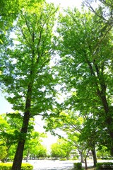 Fototapeta premium モミジバフウのある初夏の朝の公園風景