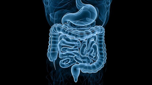Anatomical human digestive system visualization on black background