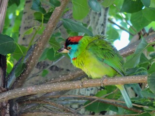 Naklejka premium Colorful Blue-throated barbet beautiful Bird