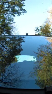 Driving through forest with windshield reflection