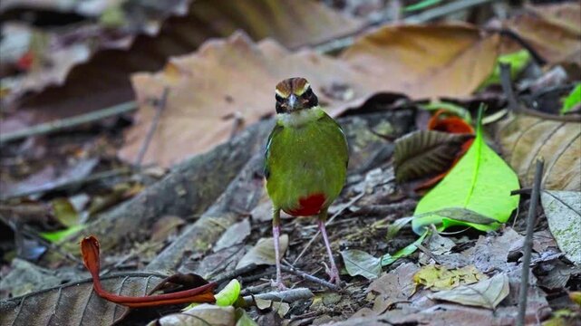 Beautiful Ground-dweller Fairy Pitta Bird In Tropical Jungles. Close-up Shot