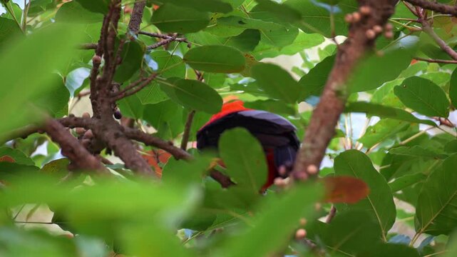 A male Andean cock-of-the-rock (Rupicola peruvianus) perches on a branch under the lush canopy, feeding on fruits, and looking curiously around its surroundings.