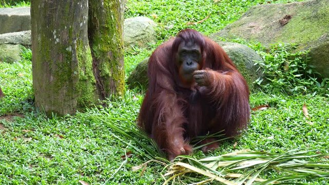 An orangutan sits on the ground, eating dry leaves, close up shot.
