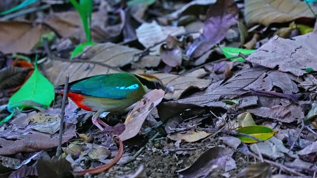 Fairy Pitta (Pitta nympha) Passerine Bird In A Wild Forest. Close-up Shot