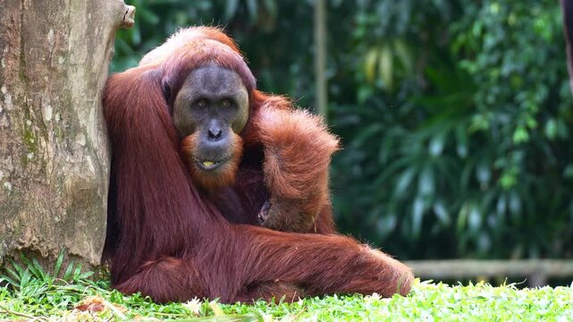 An adult orangutan sits on the ground in a relaxed position, chewing food, close up shot.