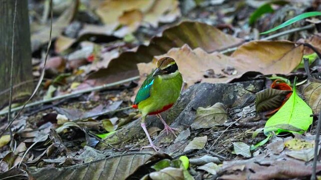 A Colorful Passerine Bird With Fairy Pitta In Tropical Jungle. Close-up Shot