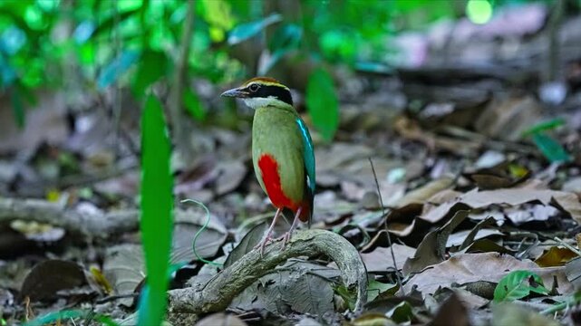 Beautiful Ground-dweller Fairy Pitta Bird In Tropical Forest. Close-up Shot