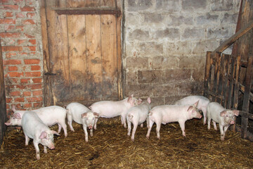 Group of young pink pigs in a traditional barn in Ukraine. Several small piglets © alexmak