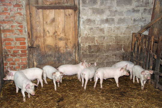 Group of young pink pigs in a traditional barn in Ukraine. Several small piglets