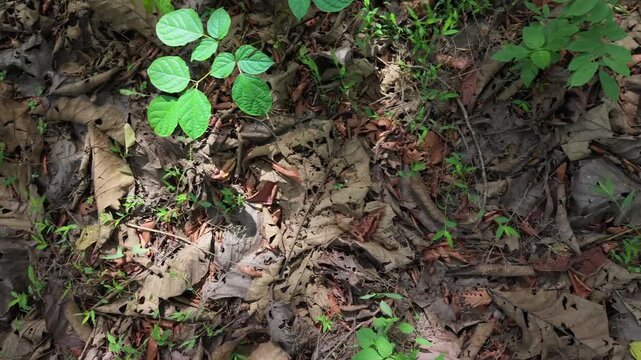 A slow-motion panning shot gliding over a forest floor covered in fallen brown leaves, interspersed with small patches of vibrant green sprouts and new growth.
