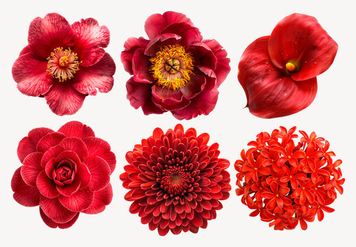 Vibrant Red Floral Element Set