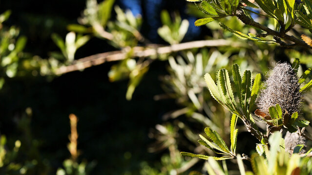 Sunlit Banksia Serrata Foliage and Cone in a Melbourne Garden