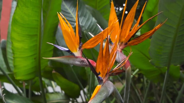 Exotic Bird of Paradise Flower Strelitzia reginae Blooming with Vibrant Orange Petals and Green Leaves in a Tropical Garden