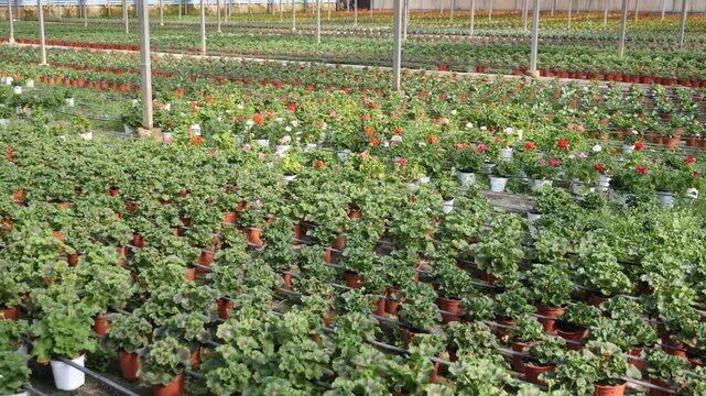 Geranium plant in pots and hanging planters, large number of potted plant seeding are sold in store. Varieties of flowering geranium bushes are presented in store. 