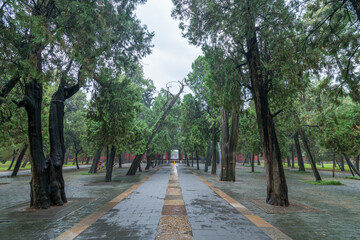Fototapeta premium The ancient tree group of Kong Temple in Qufu City, Jining City, Shandong Province, during the rain。