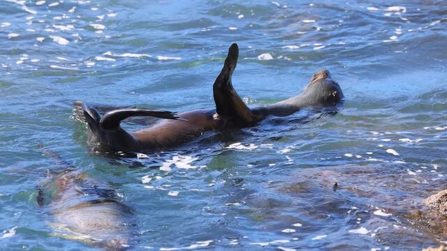 An Australian fur seal nonchalantly lies on its back in the water with its flippers in the air and enjoys the sun and gentle rocking at Narooma harbour entrance in New South Wales, Australia.