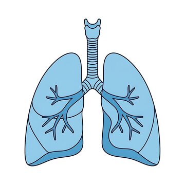 Blue lungs with bronchi and blood vessels illustration.