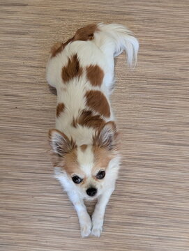 Adorable Long-haired Chihuahua Puppy Gazing Up