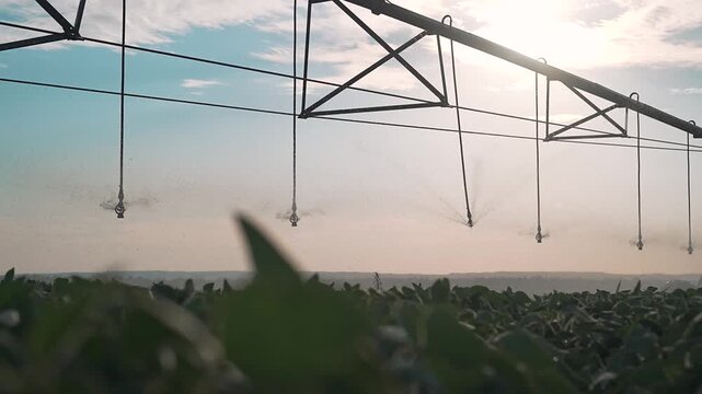 Pivot irrigation sprinklers spray water over soybean field. Sprinkler system waters crop at sunset. Farm irrigation sprays mist. Water droplets from sprinkler nozzles. Soybean field watering.