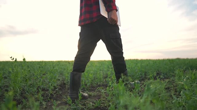 Man with laptop walks in boots on field. Farmer strides through green crop rows under soft sky. Agriculture work in nature with growing plants. Walking farmer field, boots crop agriculture laptop.