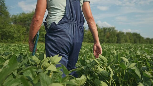 Farmer walks through soybean field carrying tablet device. Worker inspects soybean crop with digital technology. Farmer monitors field growth using tablet. Agriculture inspection in soybean farmland.