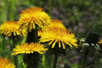 Yellow dandelions. Taraxacum officinale, the common dandelion. Close up of blooming yellow dandelion flowers in the forest. © Tasha