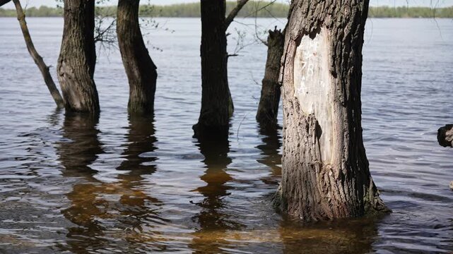 Sunlight glistens on the gently rippling surface of a river, where a line of majestic tree trunks stands partially submerged. Clear water reflects their forms, creating a serene natural tableau.
