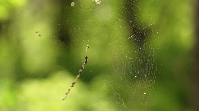 Close-up view of a delicate spider's orb web with a distinct stabilimentum decoration gently swaying in the breeze against a soft-focus green background of a lush, sunlit forest