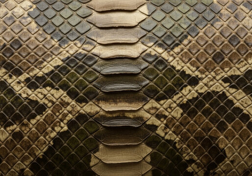 Close-up texture of snakeskin pattern in natural light with geometric scales and shadows