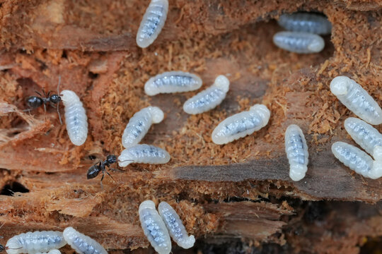 Closeup on a nest and colony of the Black forest ant, Lasius fuliginosus taking care of white larvae in their nest