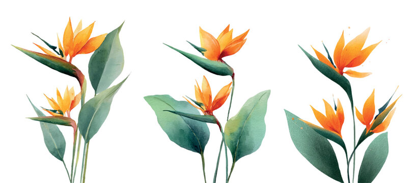Bird of paradise flower watercolor collection featuring vibrant orange blossoms and green leaves, creating a tropical botanical illustration for elegant design elements