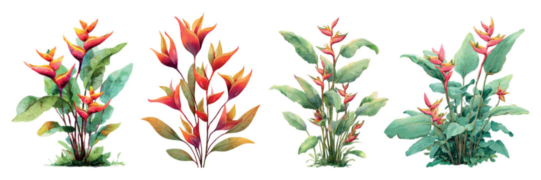 Four vibrant watercolor heliconia illustrations with orange red bracts and varied green foliage, forming four distinct tropical botanical arrangements for design use