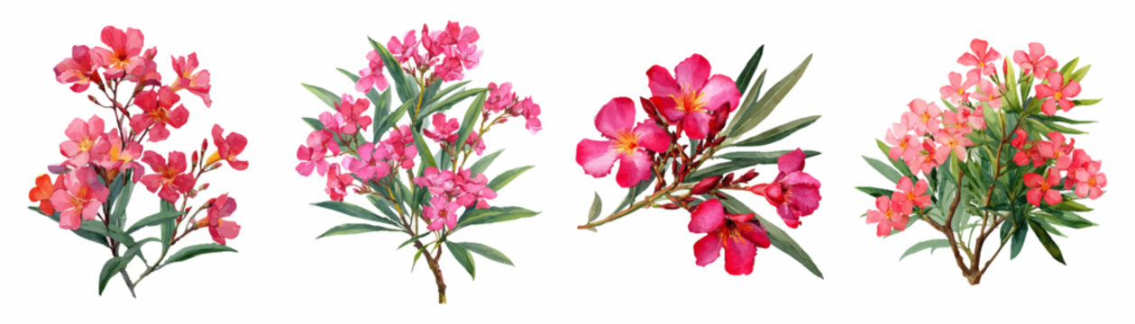 Watercolor oleander flowers blooming in various shades of pink and red, creating a beautiful botanical illustration collection with green leaves and branches