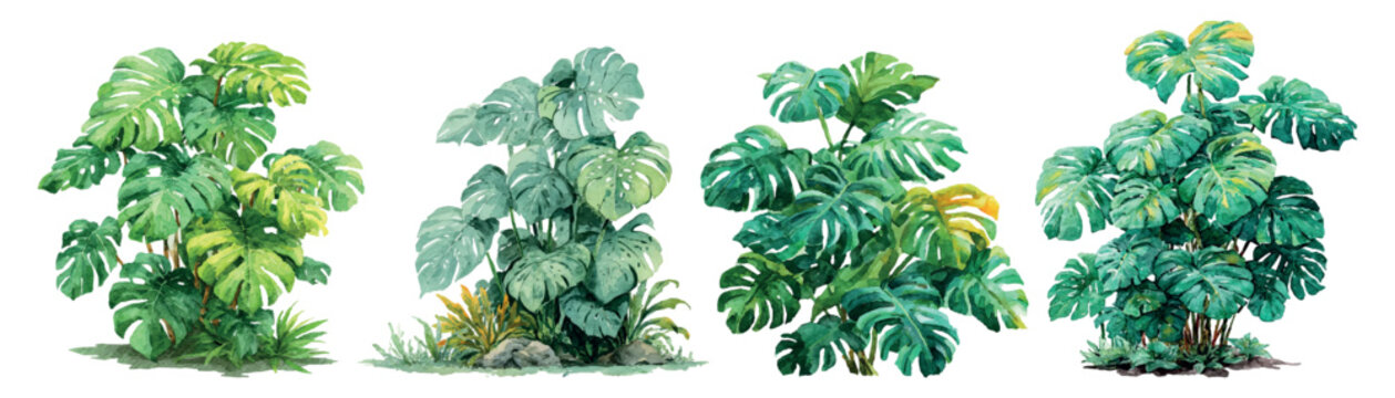 Monstera deliciosa tropical leaves watercolor illustrations set, showing botanical swiss cheese plants with fenestrations in various green hues, isolated on white background