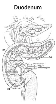 Detailed anatomical diagram of the human duodenum sections.