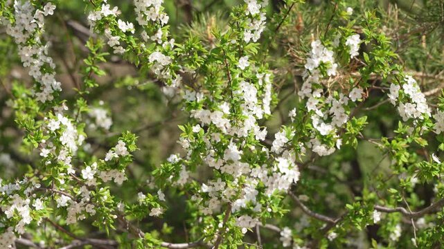 Observe the enchanting beauty of pristine white blossoms decorating a lively bush. Sunlight gently illuminates the fresh green foliage, celebrating the awakening of nature on a peaceful spring day.