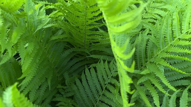 Top view of vibrant green fern leaves in natural light. Fresh spring fern foliage with detailed texture and lush botanical background. Peaceful nature scene with tropical forest atmosphere and rich gr