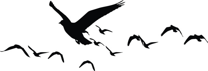 Fototapeta premium Black Birds Flying Silhouette Isolated on White Background