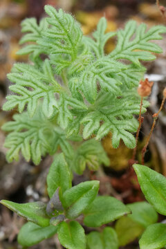 Closeup on an emerging small Cutleaf germander wildflower plant, Teucrium botrys, Viroin, Belgium