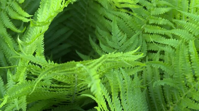 Top view of vibrant green fern leaves in natural light. Fresh spring fern foliage with detailed texture and lush botanical background. Peaceful nature scene with tropical forest atmosphere and rich gr