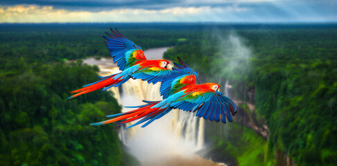 Two macaw parrots flying over iguazu falls with waterfall wildlife colorful © David