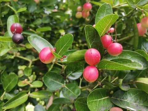 Bengal Currants produce on tree background