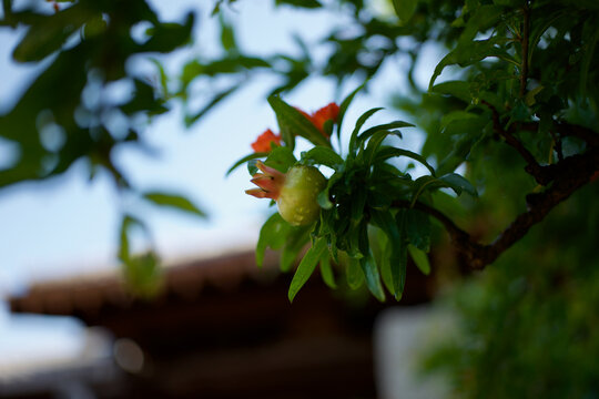 Young green pomegranate fruit with water droplets under traditional temple roof with brightened shadows