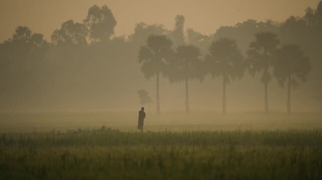 View of a person walking through misty agricultural fields with palm trees in the background during a foggy morning in Bogura, Rajshahi Division, Bangladesh.