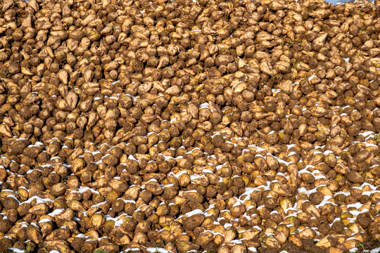Zuckerr&uuml;ben auf einer Miete. Nach dem Roden der Zuckerr&uuml;ben wird die Ente auf dem Acker zwischengelagert bis zum Termin frt Weiterverarbeitung in der Zuckerfabrik