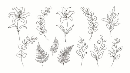 Minimalist botanical line art collection, hand drawn floral elements with lily flowers and eucalyptus leaves, 12 elegant black ink vector illustrations © Dream Time Studio