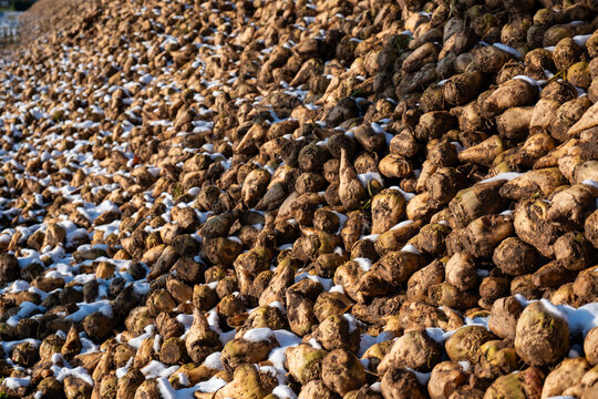 Zuckerr&uuml;ben auf einer Miete. Nach dem Roden der Zuckerr&uuml;ben wird die Ente auf dem Acker zwischengelagert bis zum Termin frt Weiterverarbeitung in der Zuckerfabrik